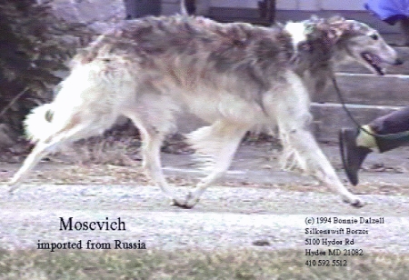 a
digitized image of 'Moscow' trotting
