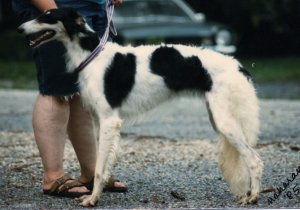 Ishtar at a year of age